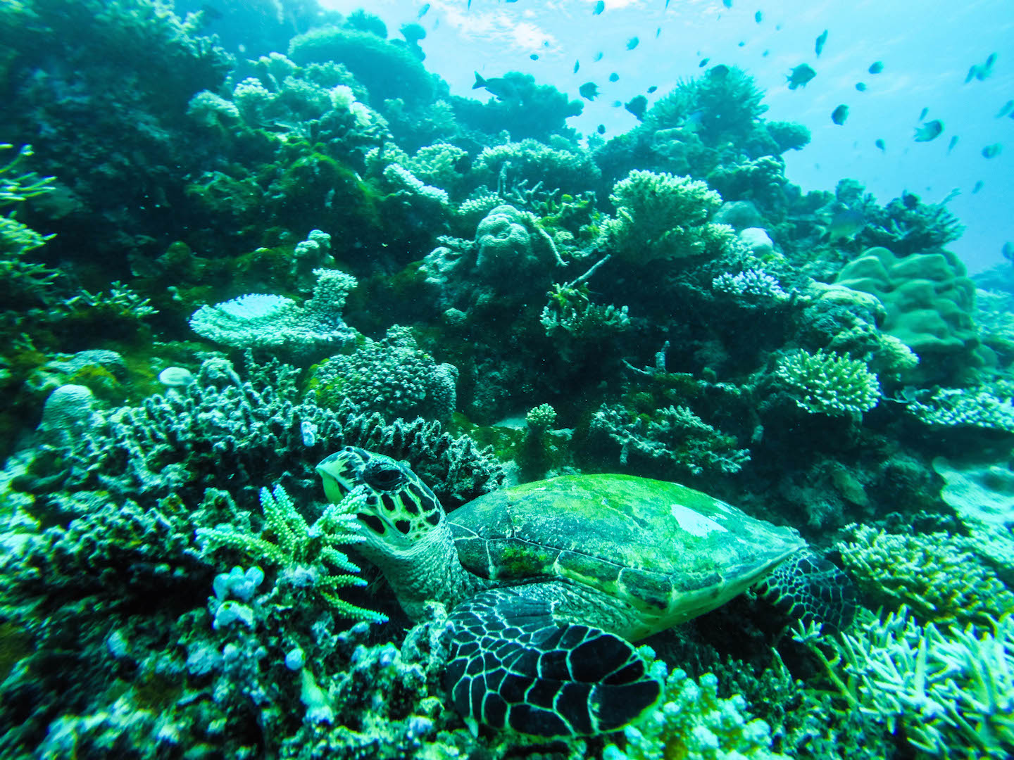 Sea turtle, Turtle Reef, Maldives