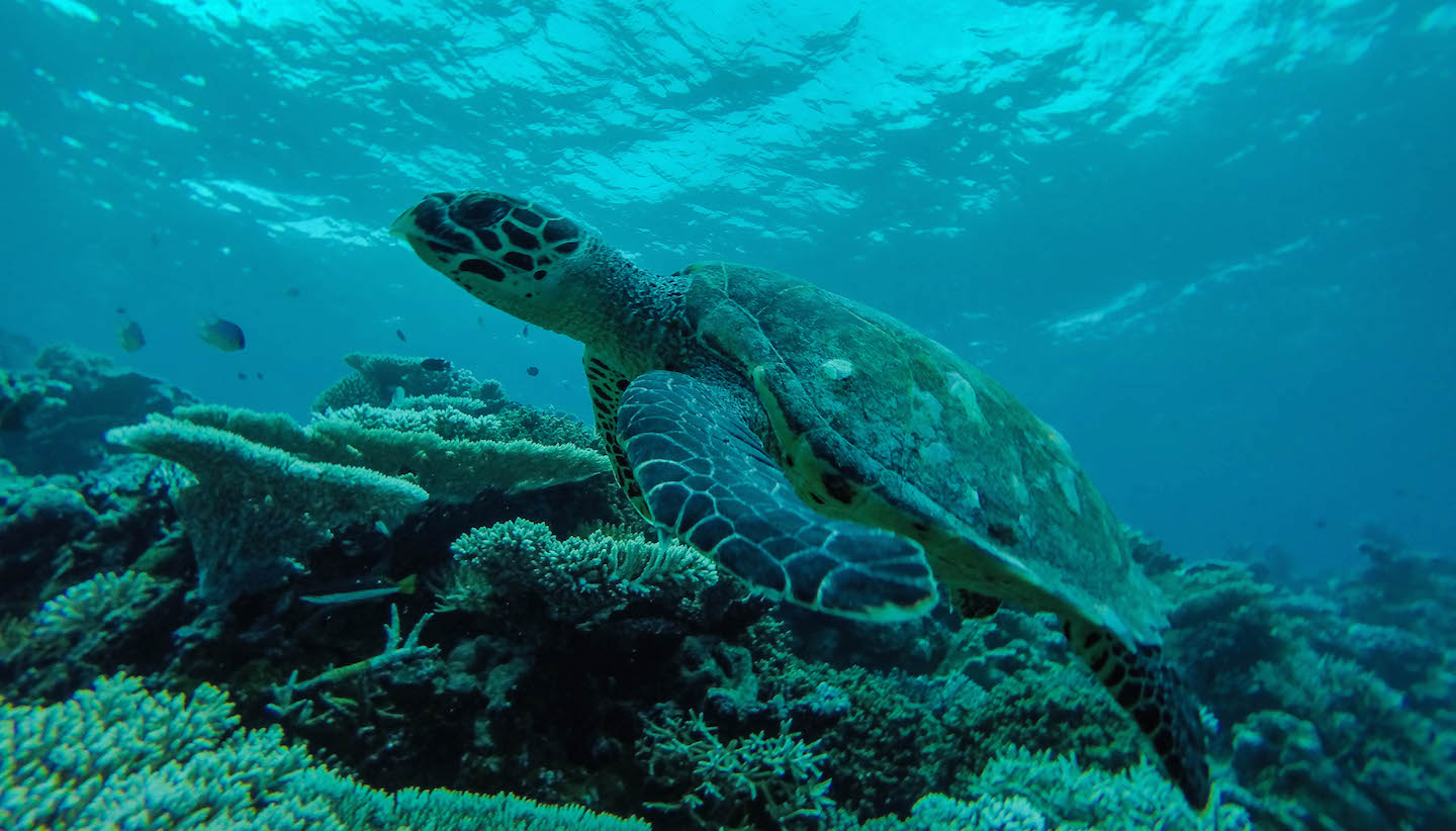 Beautiful sea turtle, Turtle Reef, Maldives