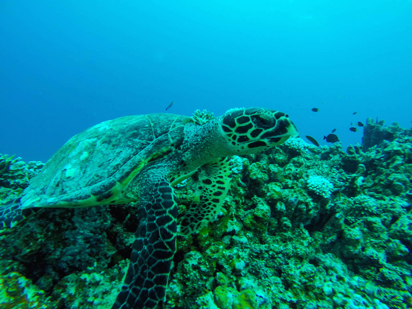 Getting closer to the turtle, Turtle Reef, Maldives