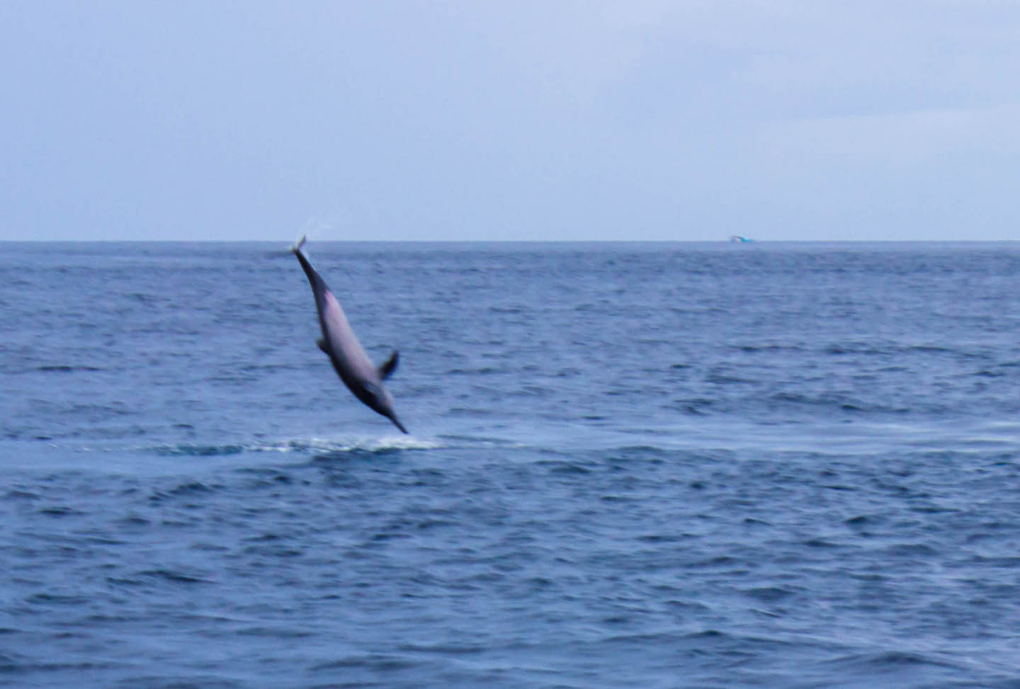 Dolphin jumping, Manta Point, Maldives