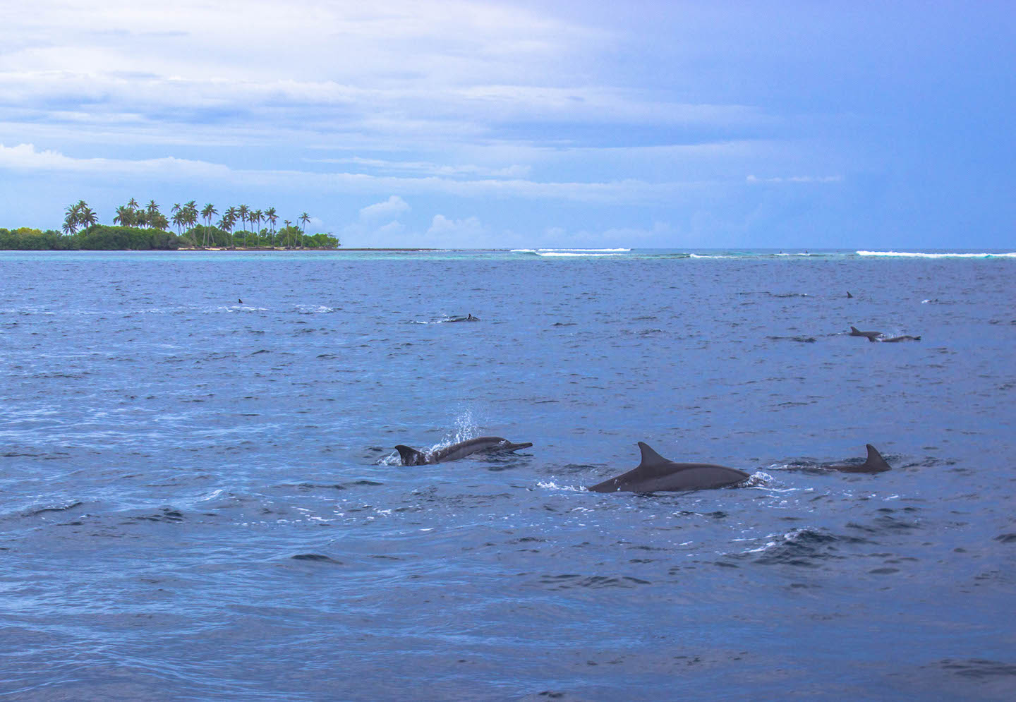 Dolphins swimming by, Manta Point, Maldives