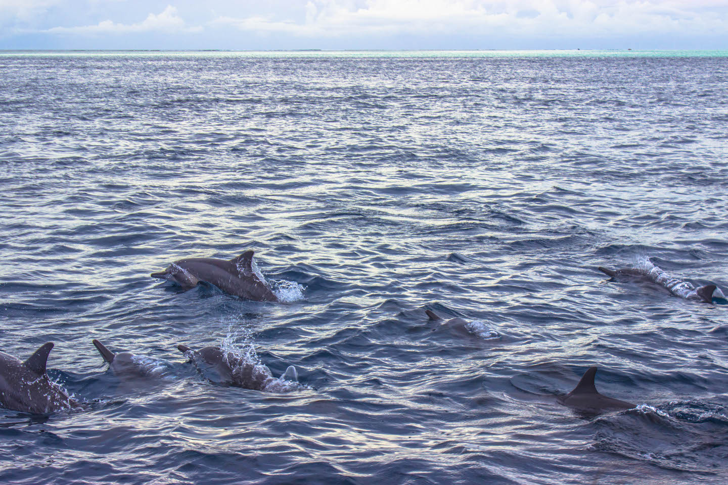 Dolphins close to our boat, Manta Point, Maldives