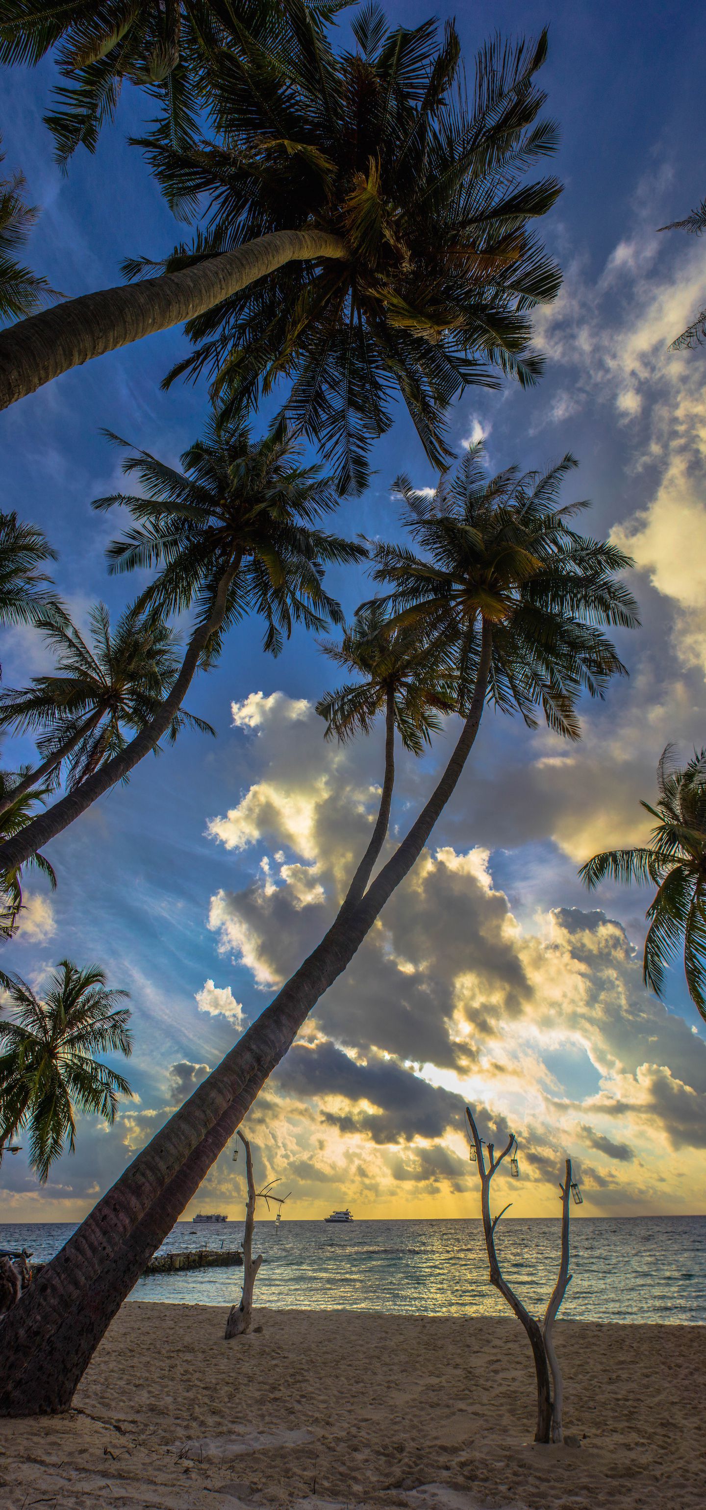 Palm trees on Maafushi Bikini Beach, Maldives