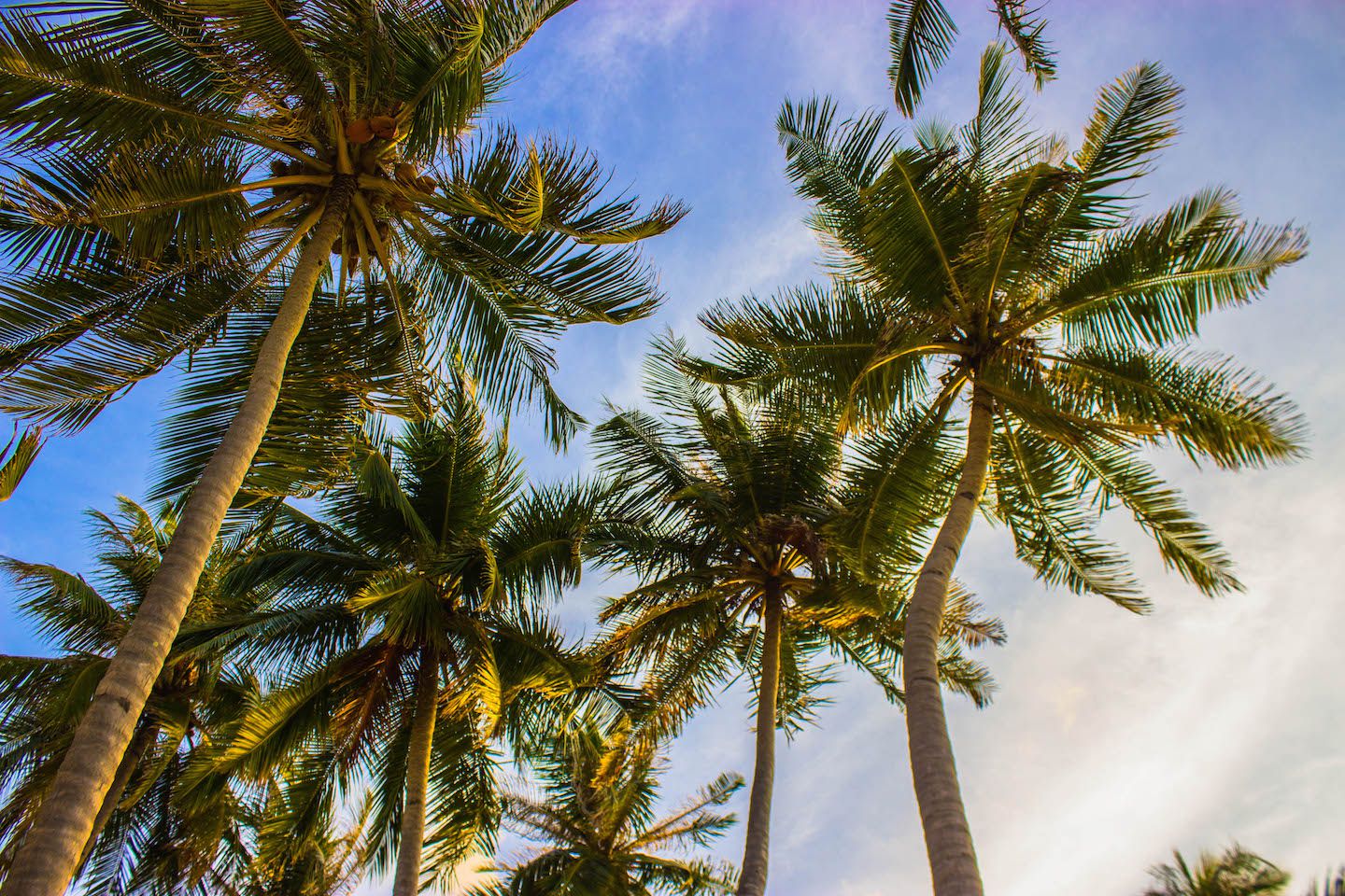 Palm trees at the bikini beach, Maafushi, Maldives