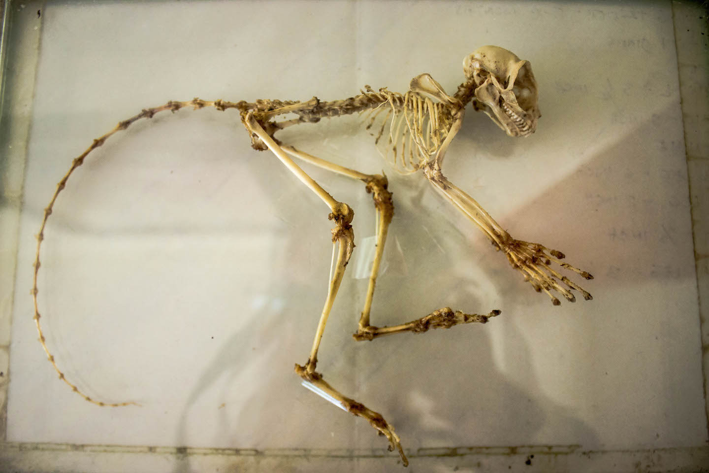 Tarsier skeleton, Bohol, Philippines