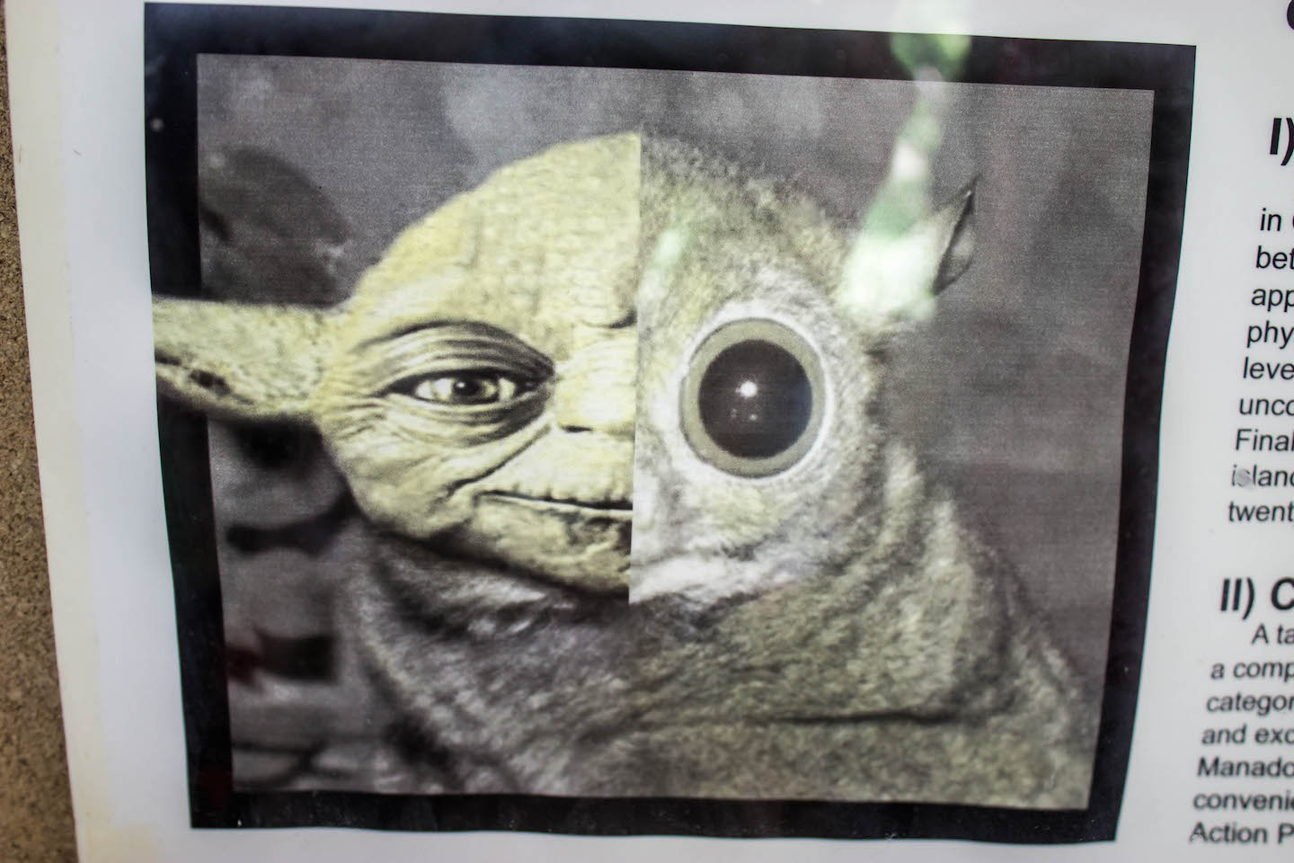 Yoda inspiration at the Tarsier Sanctuary, Bohol, Philippines