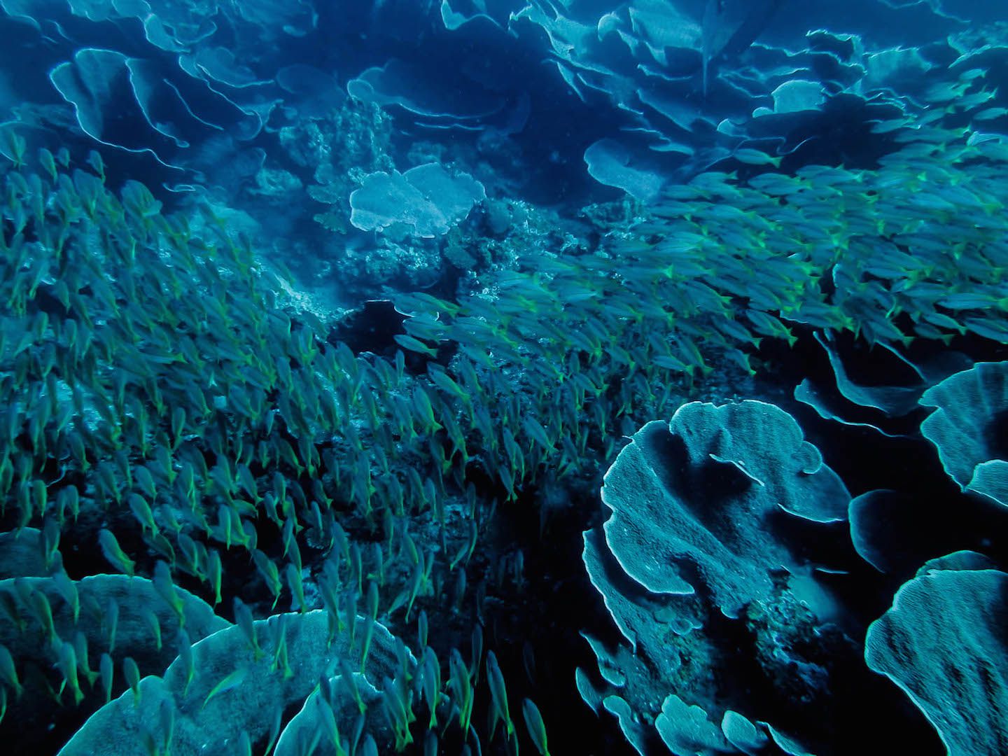 Fish and cabbage coral, South Miniloc Dive Site, El Nido, Philippines