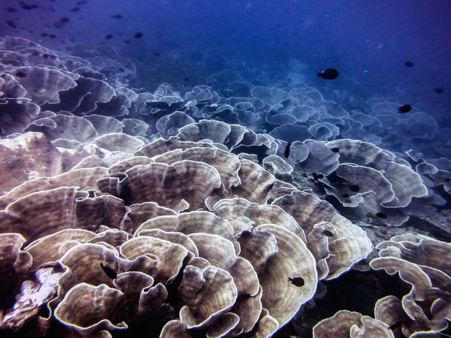 View of the cabbage coral at South Miniloc Dive Site, El Nido, Philippines