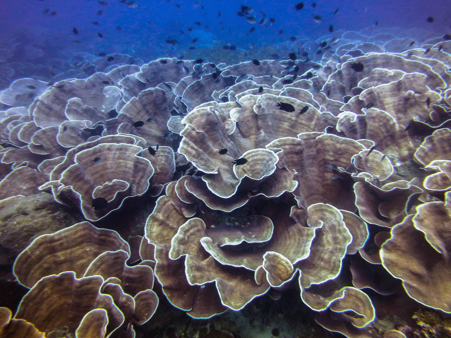 Beautiful cabbage coral, South Miniloc Dive Site, El Nido, Philippines