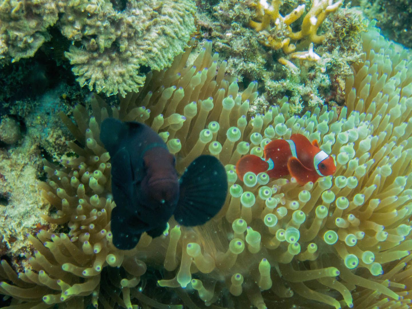 Cute clown fish at Natnat Dive Site, El Nido, Philippines