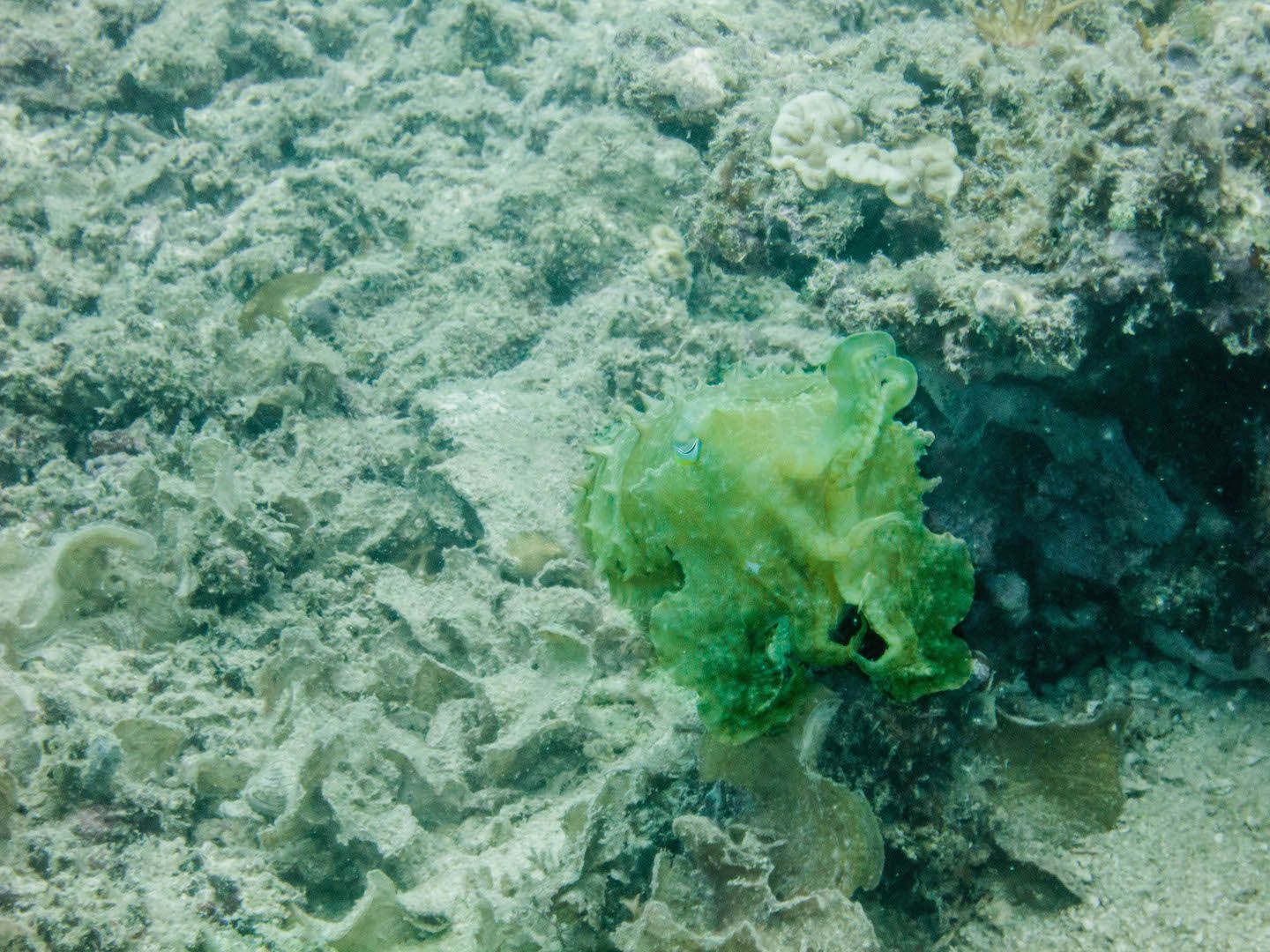 Cuttlefish, Natnat Dive Site, El Nido, PhilippinesCuttlefish, Natnat Dive Site, El Nido, Philippines