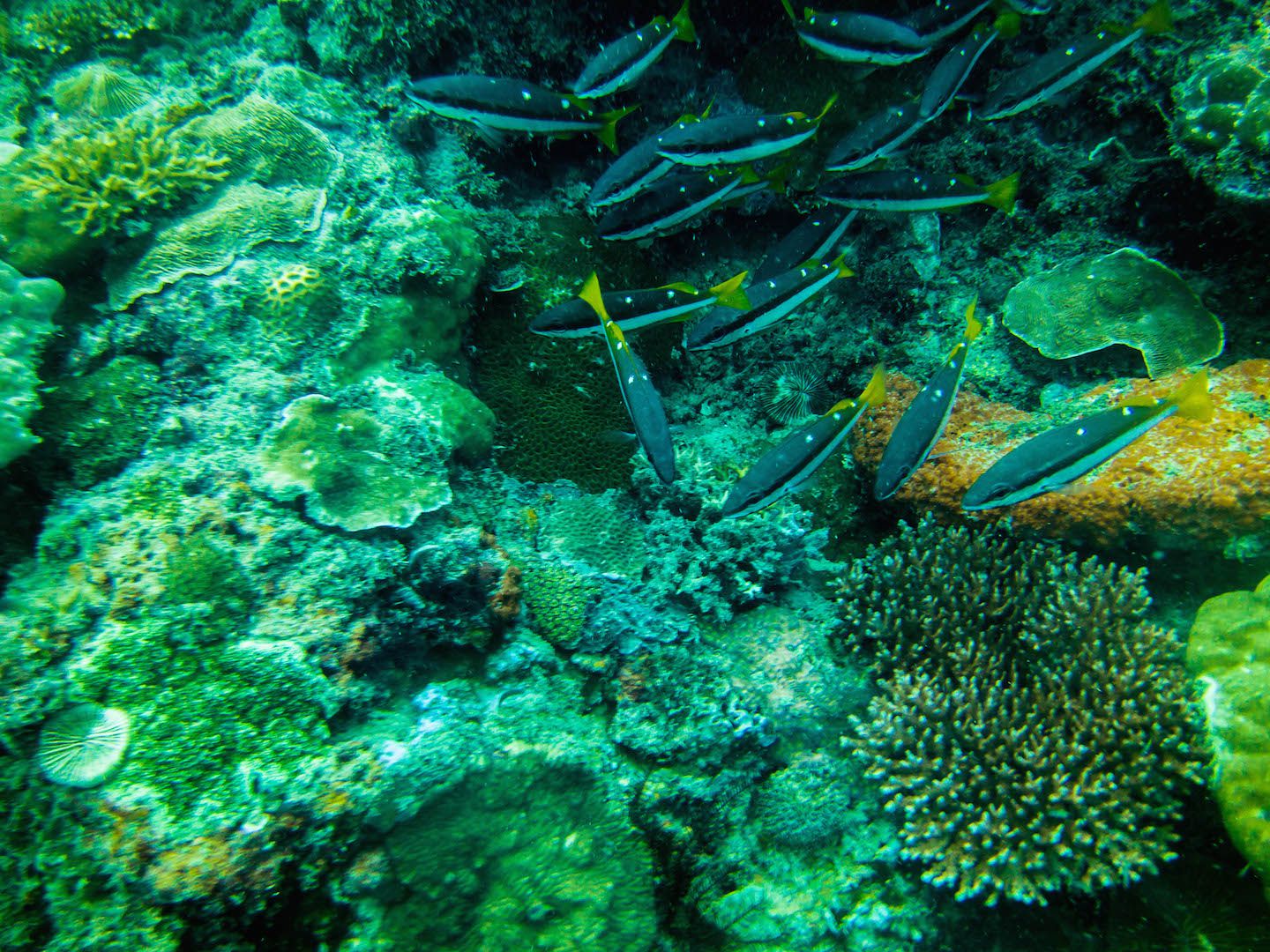 Fish, Natnat Dive Site, El Nido, Philippines