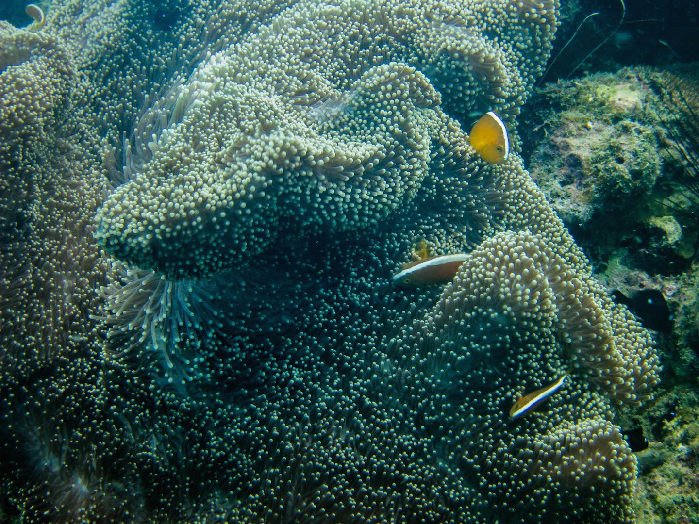 More clownfish, Natnat Dive Site, El Nido, Philippines