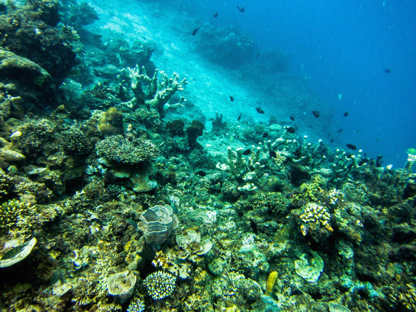 Corals at Twin Rocks Dive Site, El Nido, Philippines