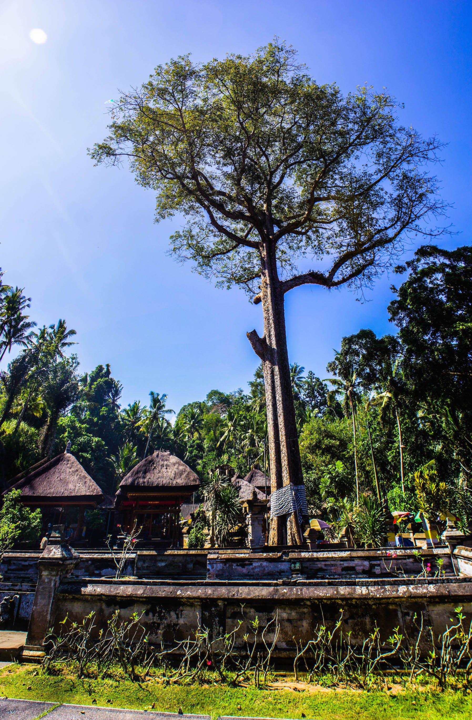 Tree at Goa Gajah temple, Bali, Indonesia