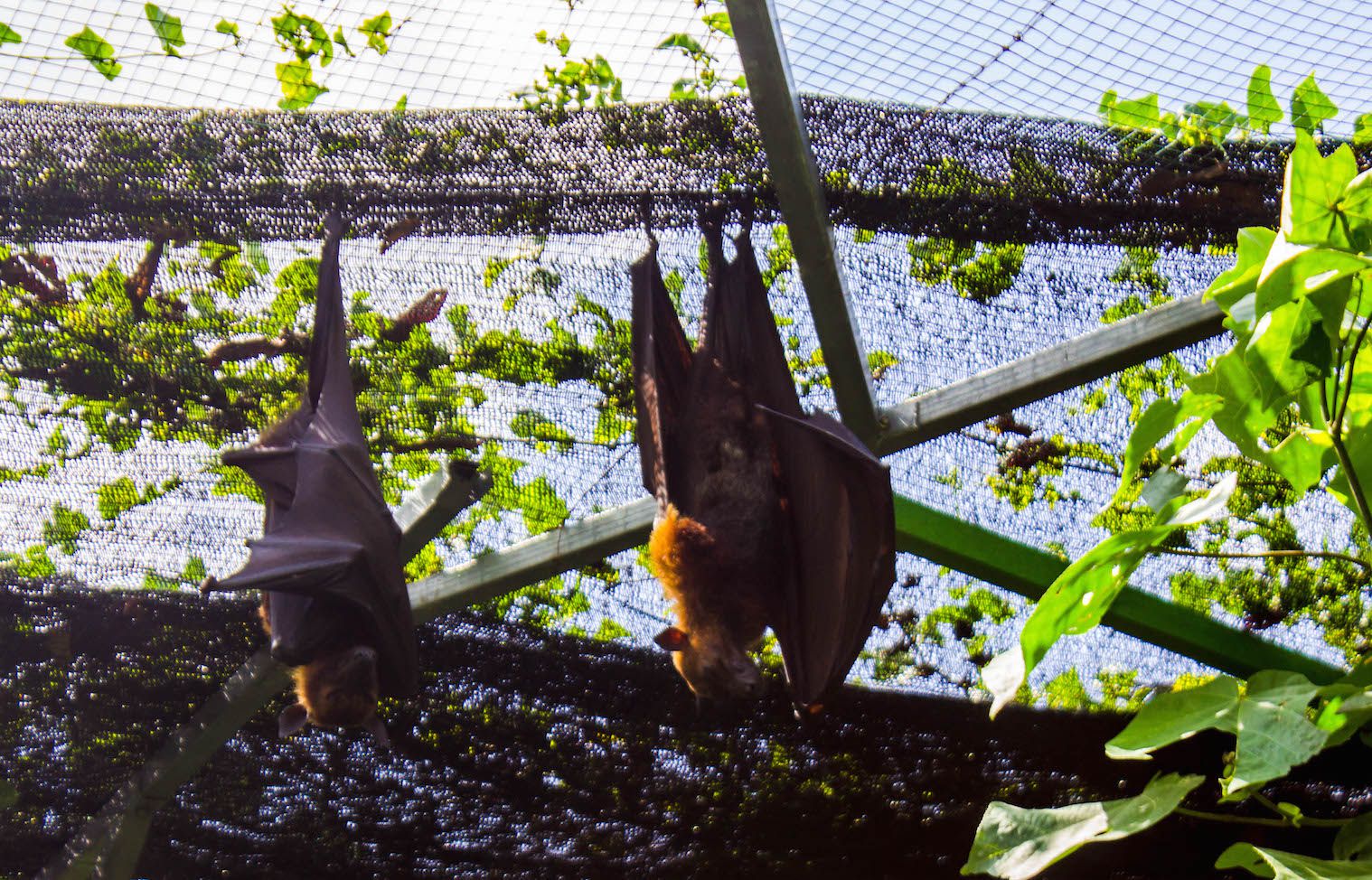 Fruit bats, Bali, Indonesia