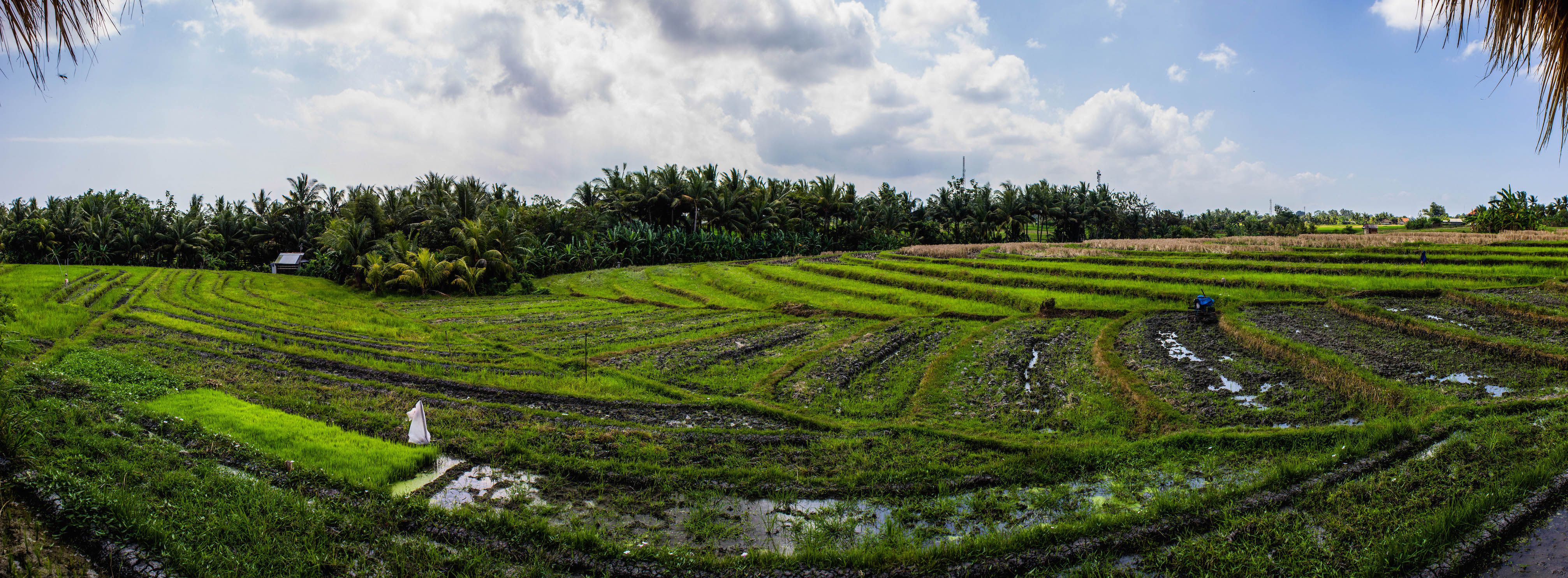 Rice paddies in Bali, Indonesia
