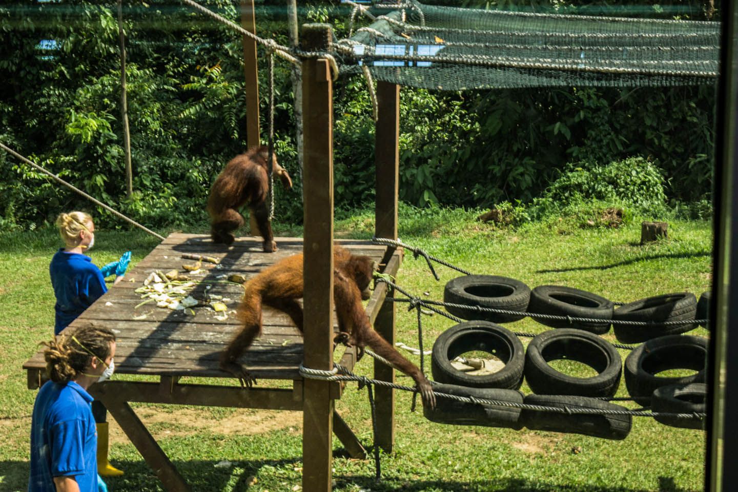 Orangutans at the Sepilok Orangutan Rehabilitation Center nursery, Sepilok, Malaysia