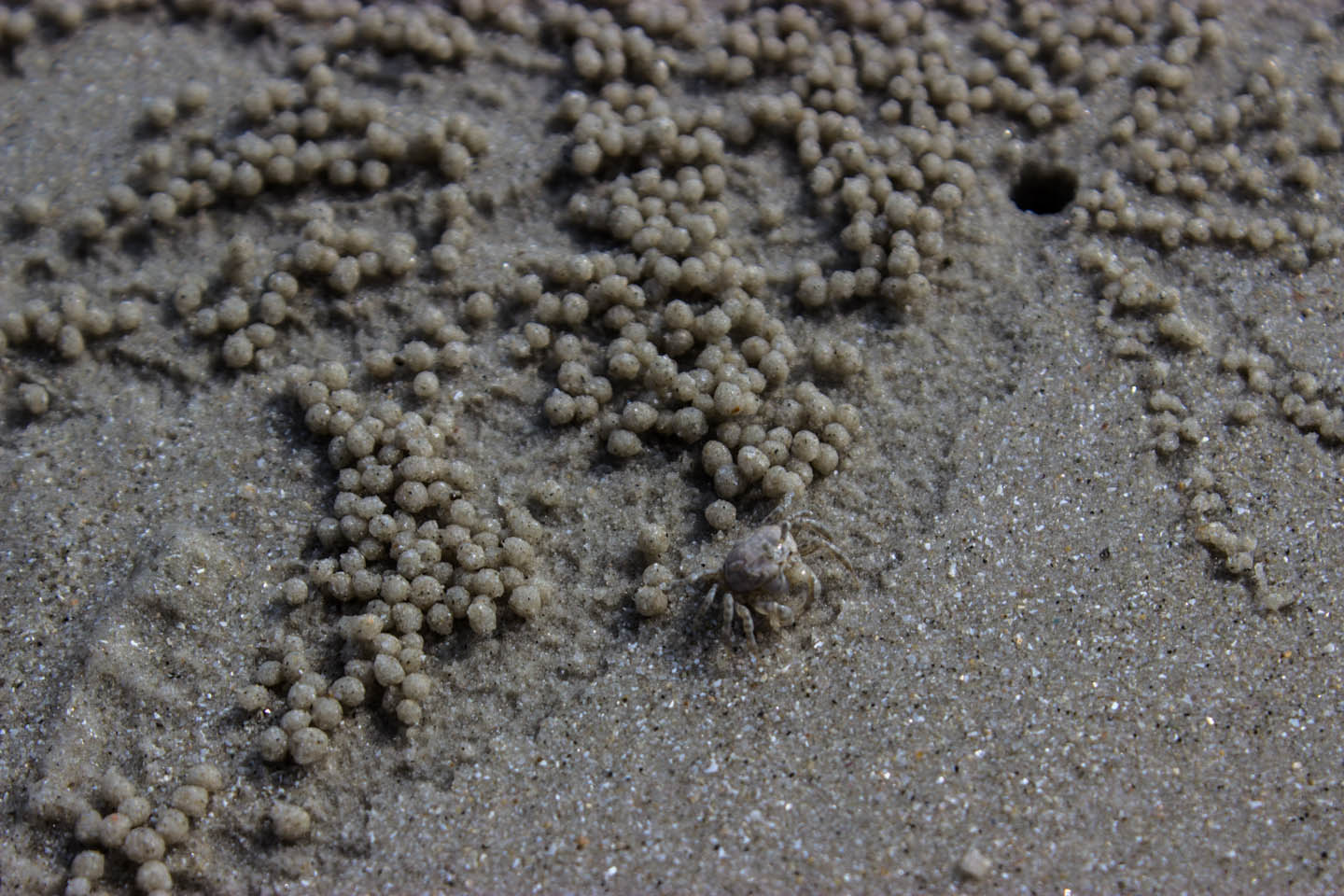 Close up of a sand bubbler crab on Cenang Beach, Langkawi, Malaysia