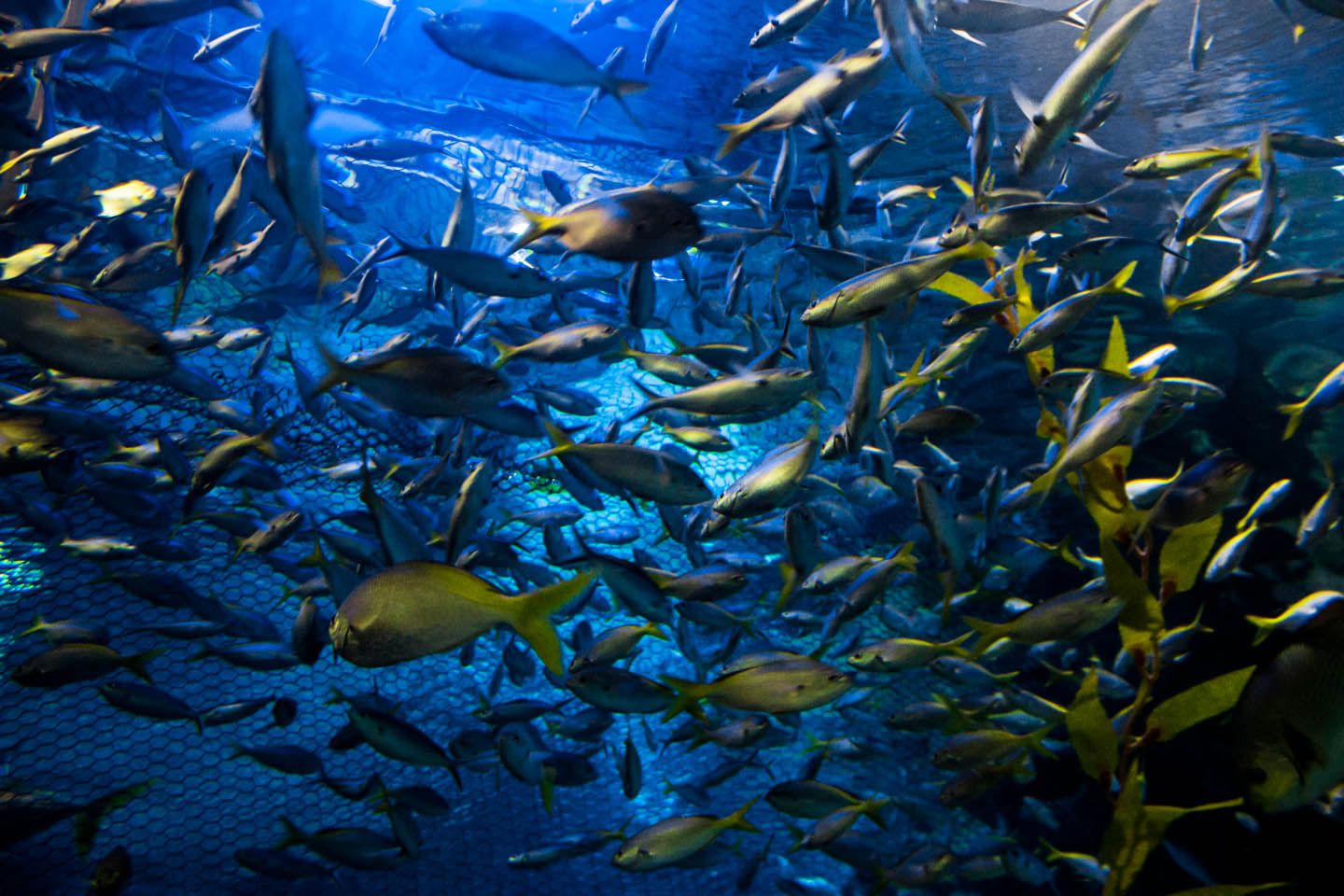 Big group of fish at the oceanarium, KLCC Aquaria, Kuala Lumpur, Malaysia