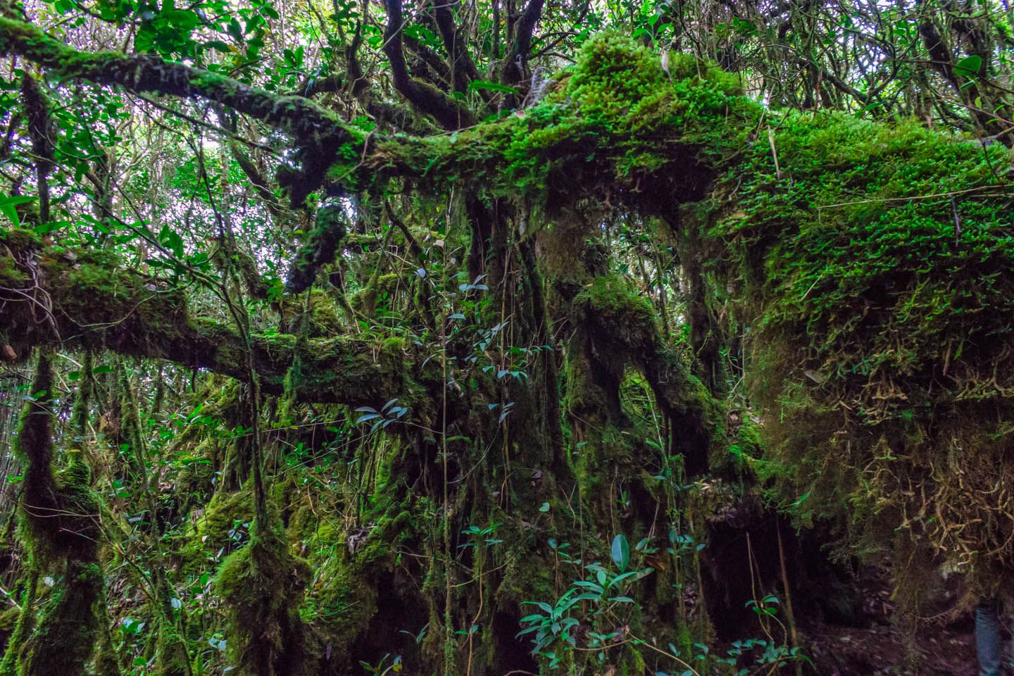 Moss covering the trees at the mossy forest, Cameron Highlands, Malaysia