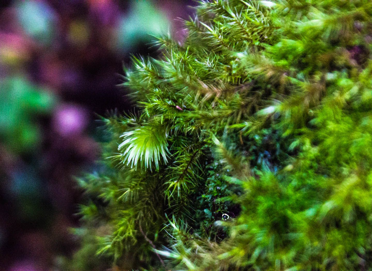 Moss close up, Cameron Highlands, Malaysia