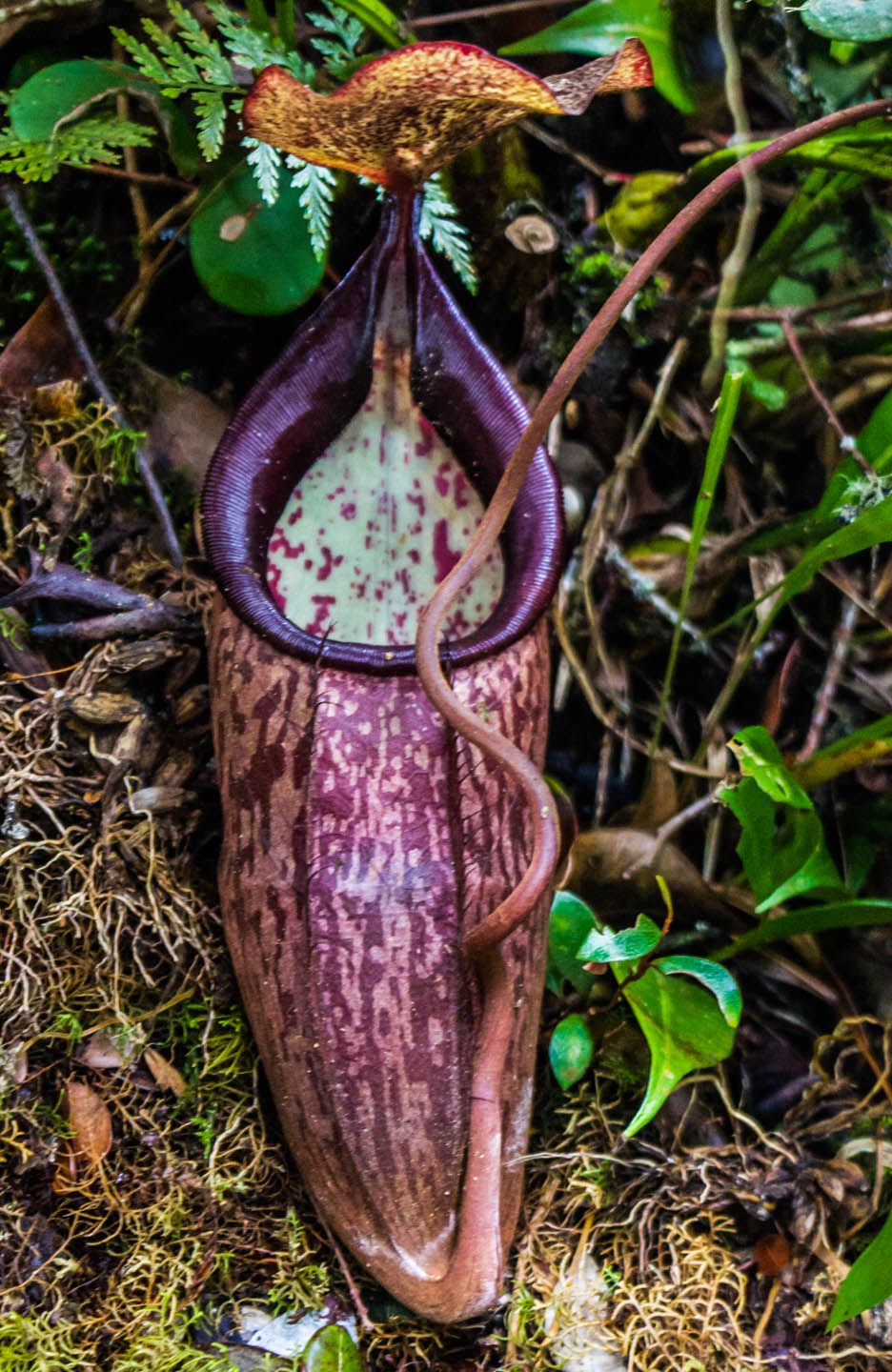 Pitcher plant at the mossy forest, Cameron Highlands, Malaysia