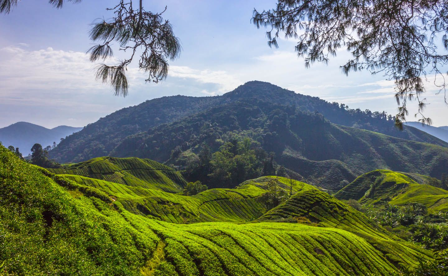Overlooking the Boh tea plantation, Cameron Highlands, Malaysia