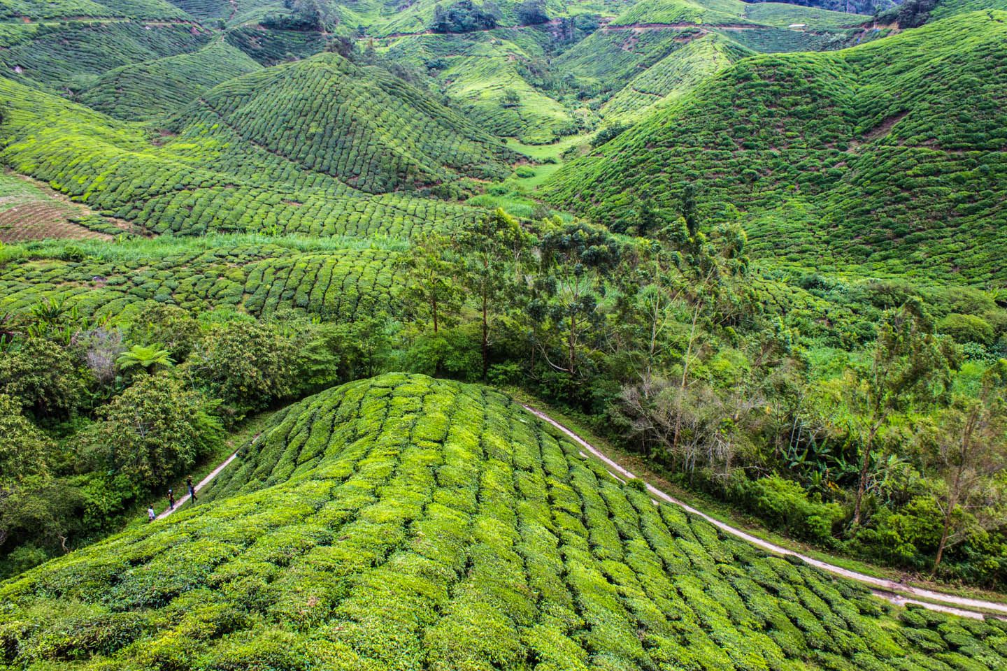Endless tea trees, Cameron Highlands, Malaysia