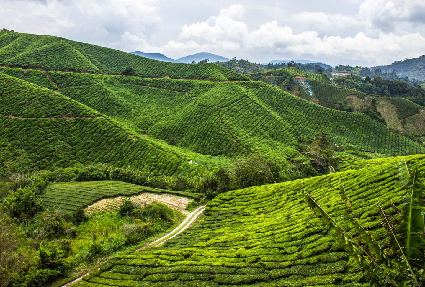 View of the tea plantation from the Boh tea factory, Cameron Highlands, Malaysia