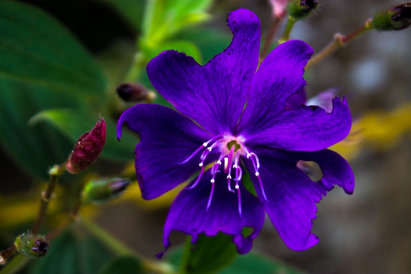 Purple flower, Cameron Highlands, Malaysia