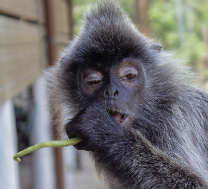Silvered leaf monkey at the Labuk Bay Proboscis Monkey Sanctuary , Malaysia