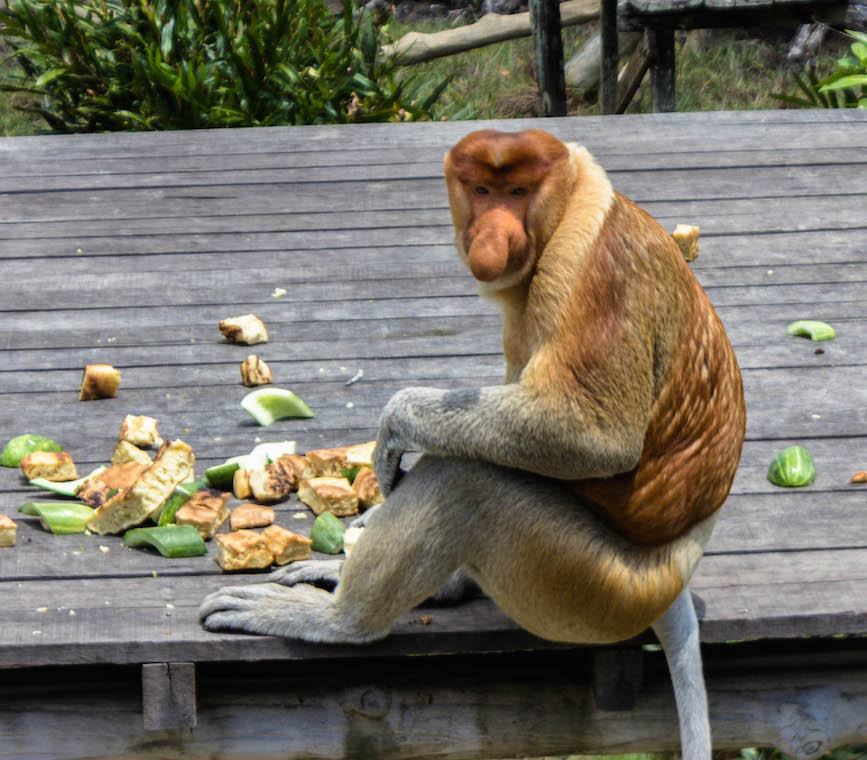 Proboscis monkey, Labuk Bay, Malaysia