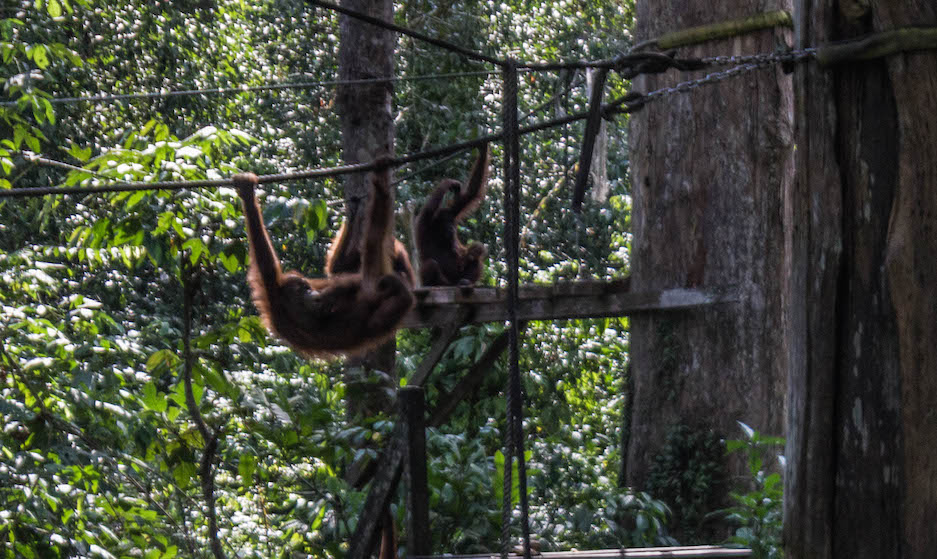 Orangutans playing at the Sepilok Orangutan Rehabilitation Center, Sepilok, Malaysia