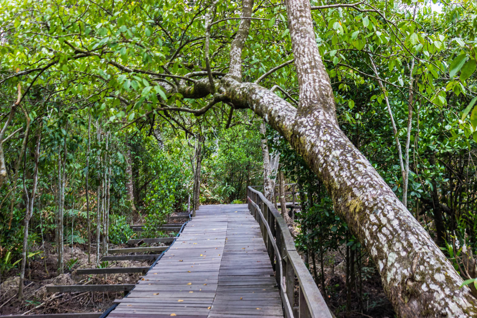 Trail in the Sepilok Orangutan Rehabilitation Center, Sepilok, Malaysia