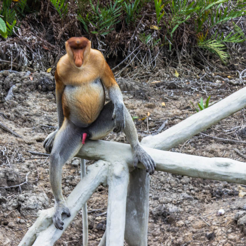 Proboscis monkey at the Labuk Bay Proboscis Monkey Sanctuary, Malaysia