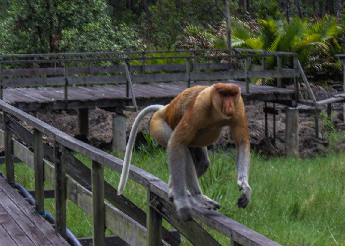 Proboscis monkey charging towards us, Labuk Bay, Malaysia