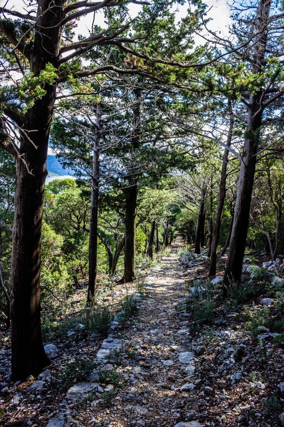 Paths on Lokrum island, Dubrovnik, Croatia