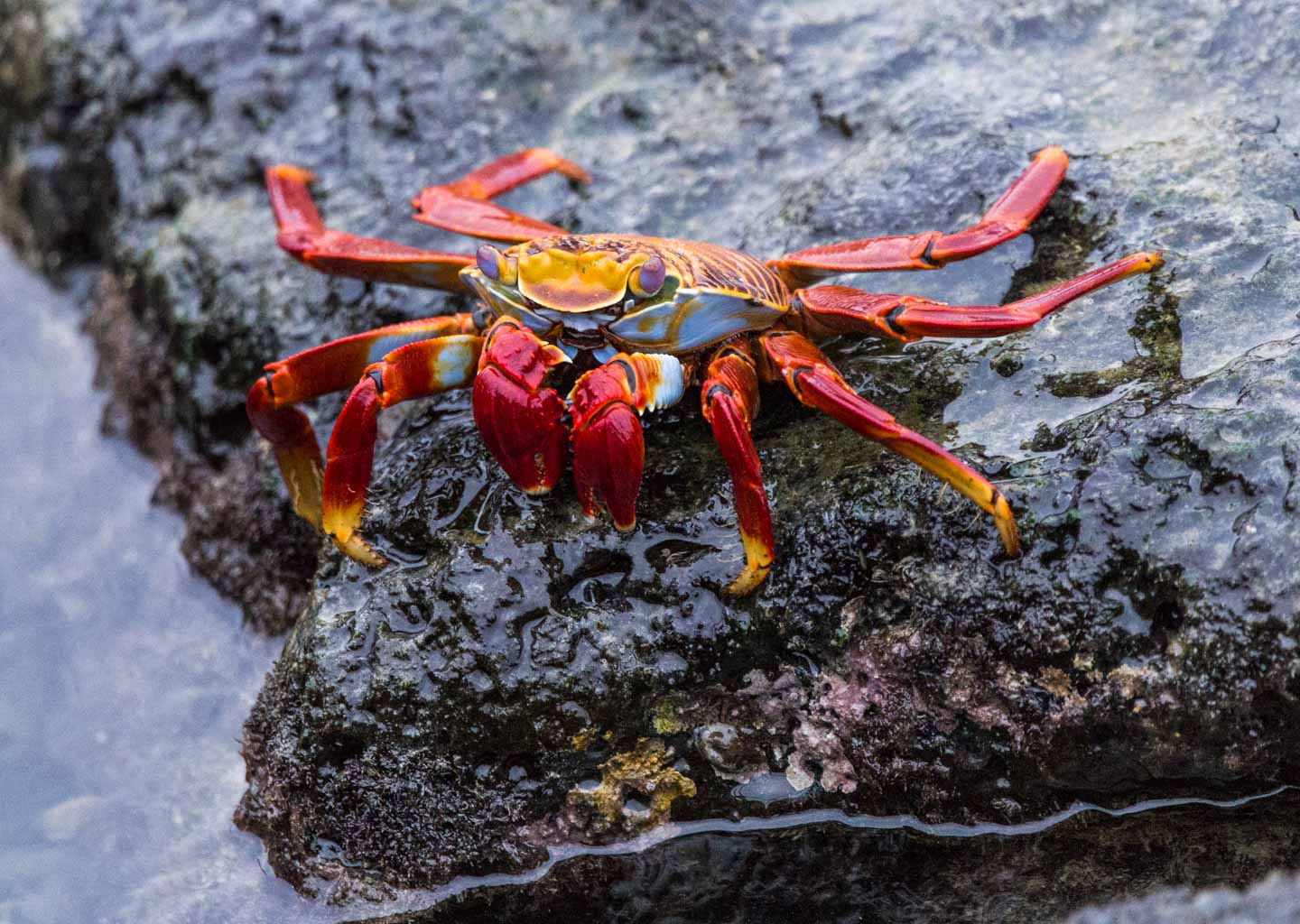 Sally lightfoot crab along the rocks, Puerto Ayora, Santa Cruz Island, Galápagos Islands, Ecuador