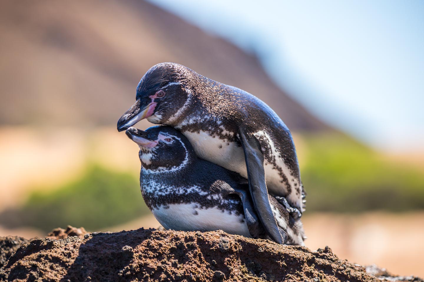 Galápagos penguins in action, attempting to mate, Bartolomé Island, Galápagos Islands, Ecuador