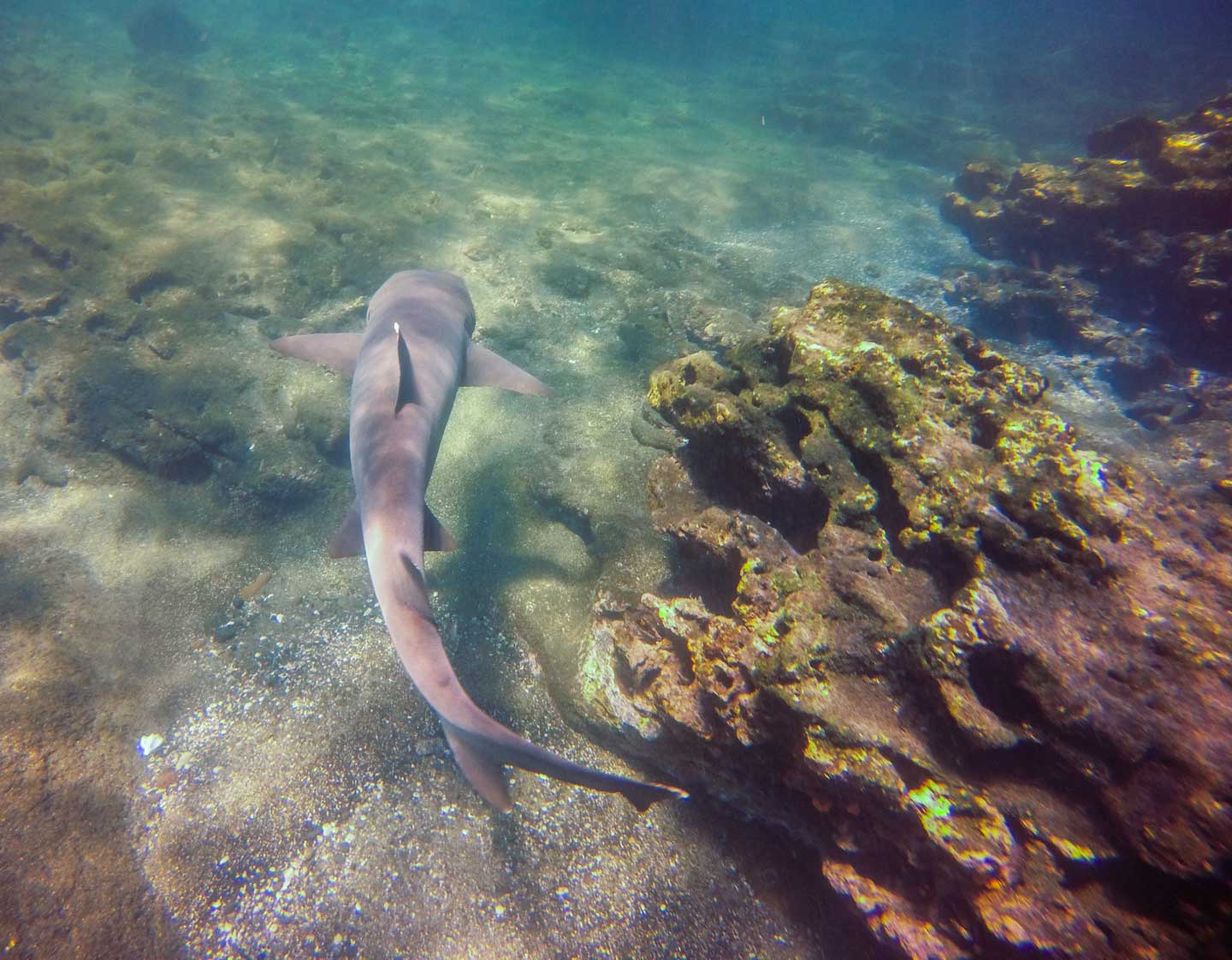 Swimming with white-tipped reef sharks close by, Bartolomé Island, Galápagos Islands, Ecuador