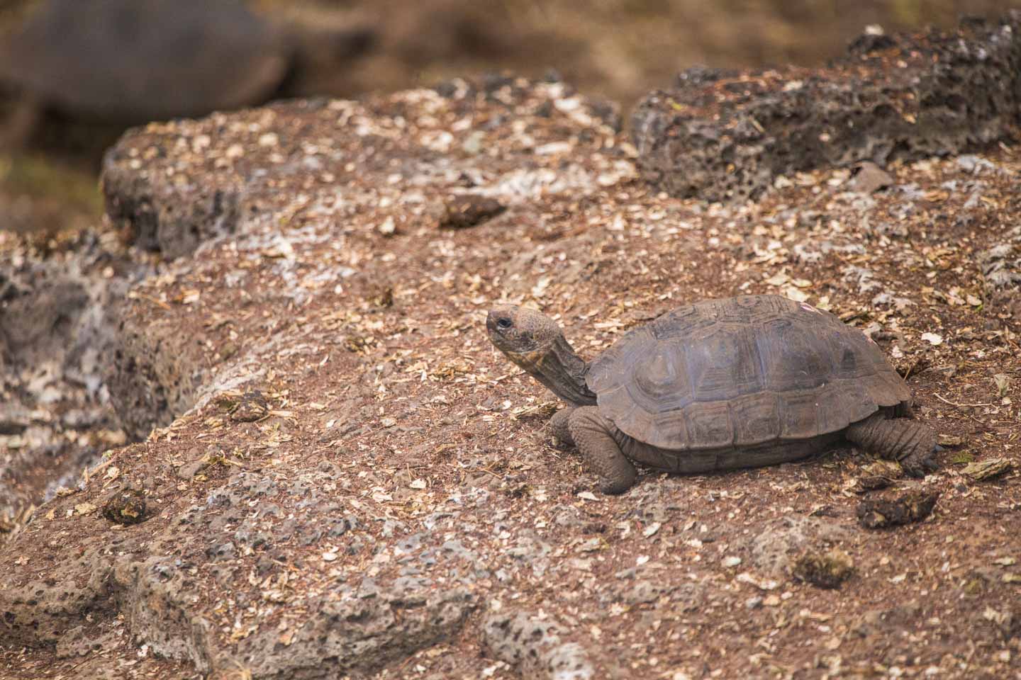 Baby giant tortoise at the Fausto Ilerena Breeding Center, Santa Cruz Island, Galápagos Islands, Ecuador