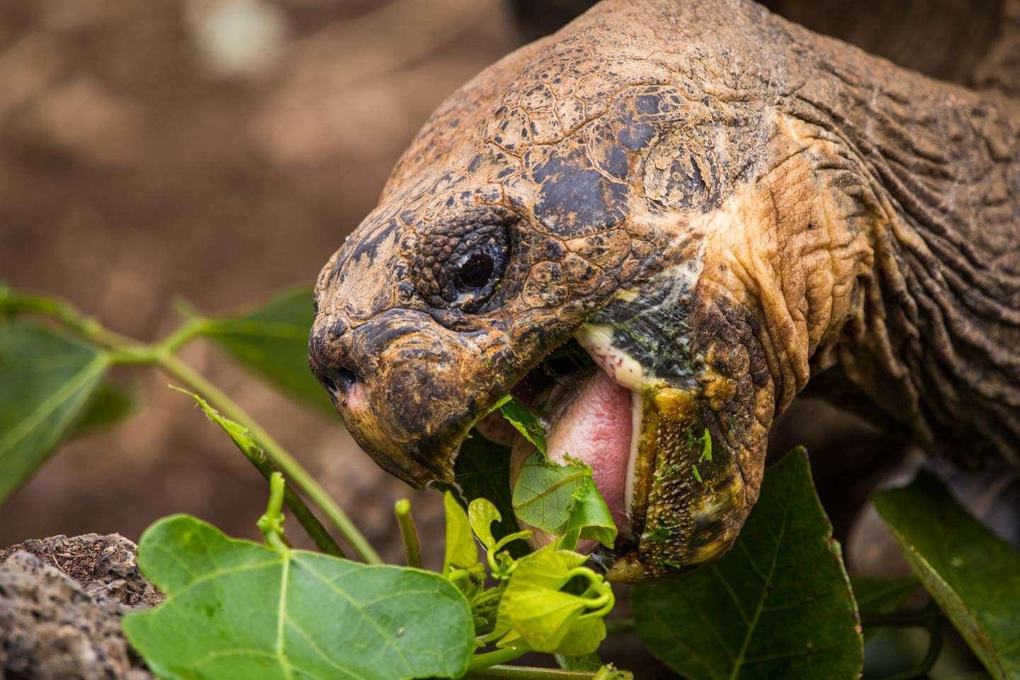 Close up of giant tortoise feeding, Fausto Llerena Breeding Center, Santa Cruz Island, Galápagos Islands, Ecuador