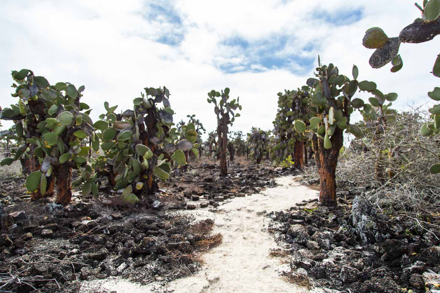 Sandy path along the prickly pear cacti and lava rocks, Tortuga Bay, Santa Cruz Island, Galápagos Islands, Ecuador