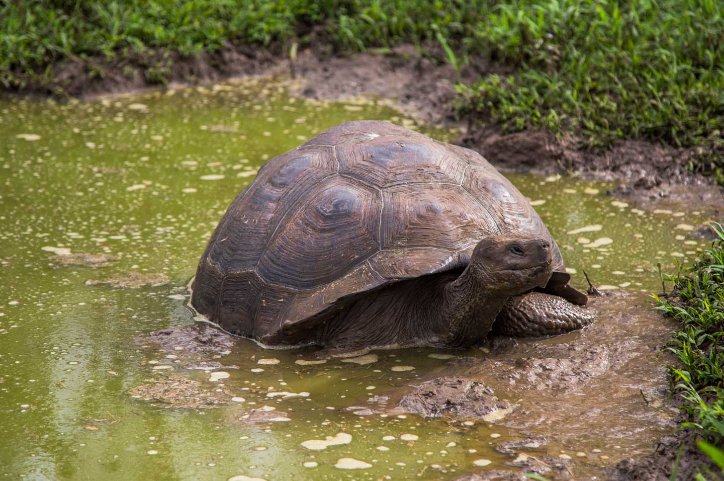 Giant tortoise chilling in the pond, Reserva El Chato, Santa Cruz Island, Galápagos Islands, Ecuador