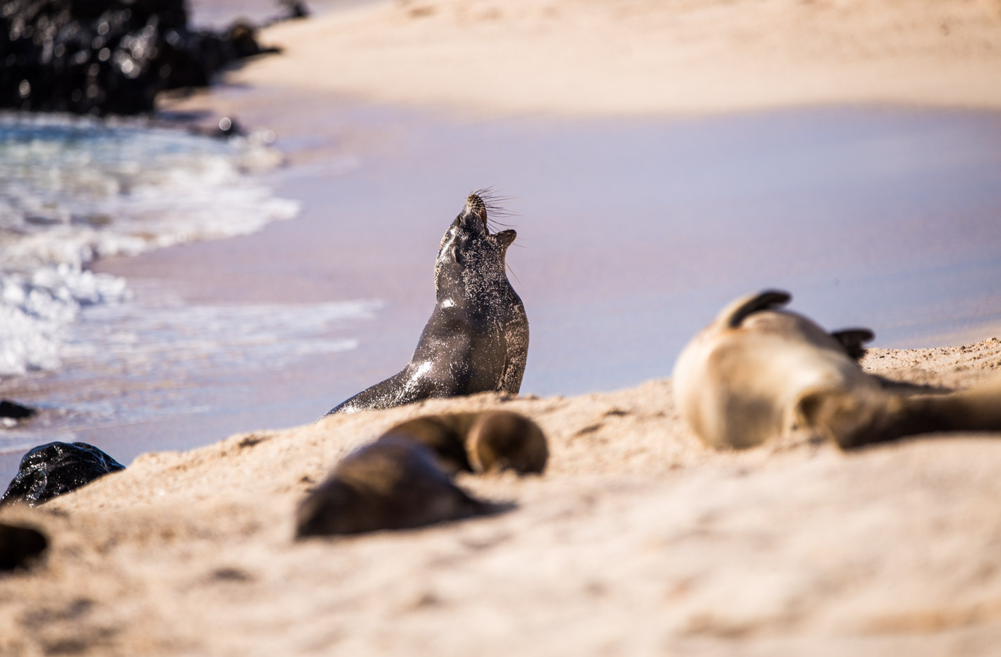 One of the many sea lions on the beaches of San Cristóbal Island, Galápagos Islands, Ecuador