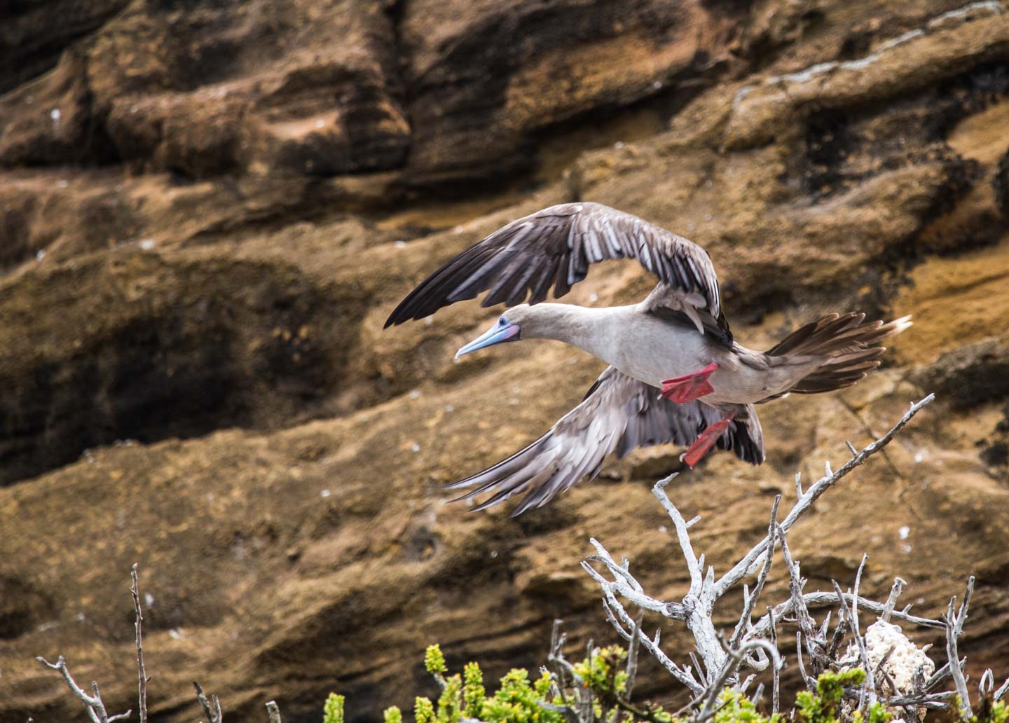 Red-footed booby flying from its nest at Punta Pitt, San Cristóbal, Galápagos Islands, Ecuador