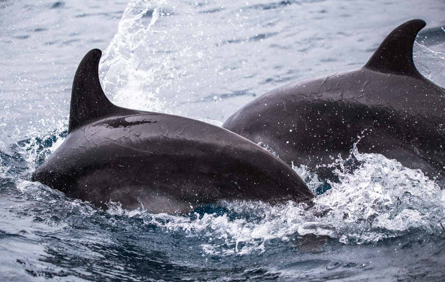 Close up dolphins swimming at Punta Pitt, San Cristóbal, Galápagos Islands, Ecuador