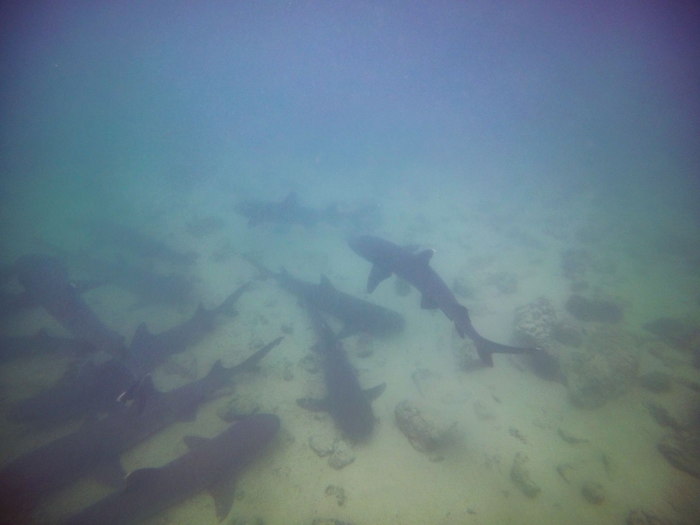 Swimming with sharks at the lagoon next to Playa Rosa Blanca, San Cristóbal, Galápagos Islands, Ecuador