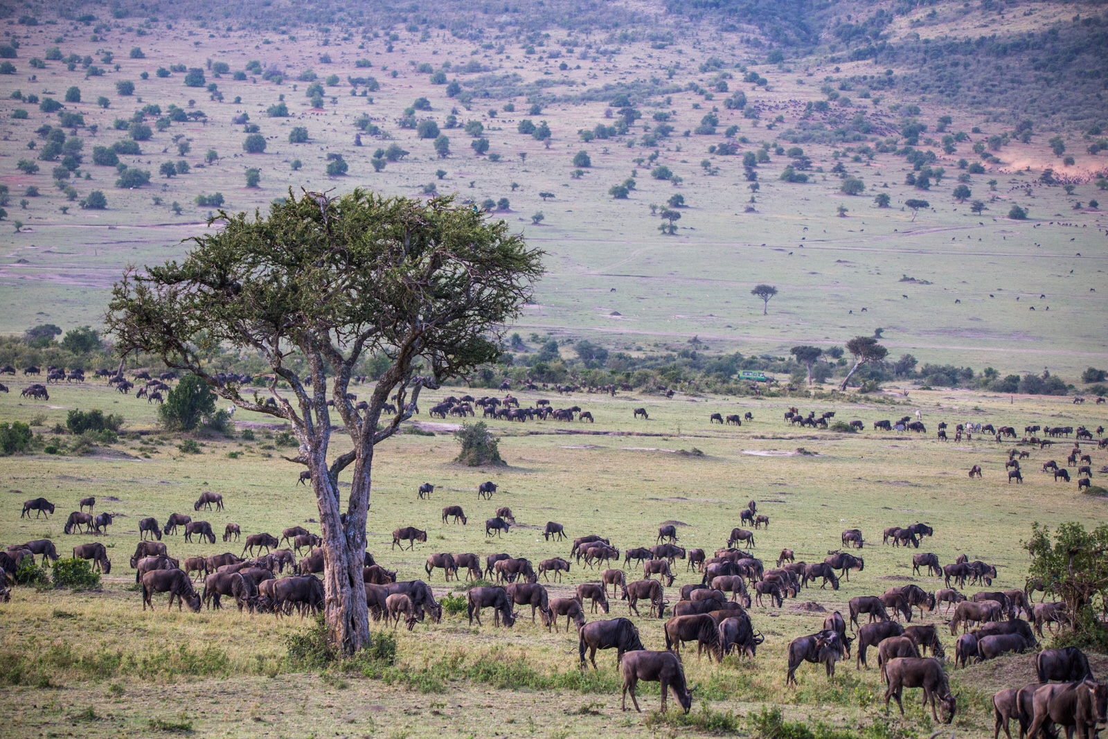 Countless wildebeests in the Maasai Mara.